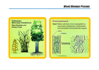 생물공학  목질 자원(lignocellulosic biomass)의 활용방안(영문)-8페이지