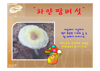 먹을 수 없는 버섯-독버섯  이야기나누기  상호작용  버섯의 종류  버섯의 이름  모의수업  수업자료  식용불명 버섯-5페이지