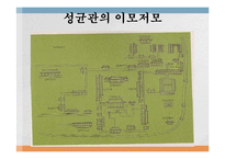 교육사회  조선의 교육기관 -개화기 전까지-17페이지
