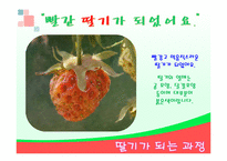 딸기가 좋아(음성녹음) 이야기나누기  상호작용  딸기프로젝트  딸기의 역사  딸기가 되는 과정  딸기로 만든 음식  PPT  딸기꽃  딸기잎-10페이지