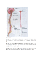 생명학  뇌  신경계 및 관련 질병-7페이지