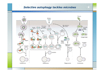 생화학  면역  염증질환과 자가포식(Autophagy)-7페이지