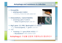 생화학  면역  염증질환과 자가포식(Autophagy)-8페이지