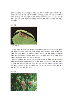 식물의학3B)벼의주요해충에대한발생경과피해방제법기술과식물병의발생과환경설명하고병을 기술0k-8페이지