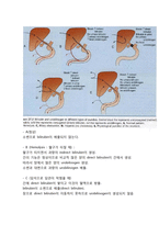 빌리루빈 대사  담즙 대사  담도계 해부학적 구조-5페이지
