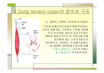 muscle spindle and golgi tendon organ