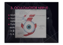 의학  뇌신경 The cranial nerves 에 관해서-10페이지