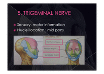 의학  뇌신경 The cranial nerves 에 관해서-17페이지