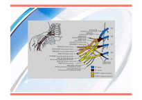 운동치료  견관절(Shoulder Joint) 해부학적 구조와 손상후 재활-9페이지