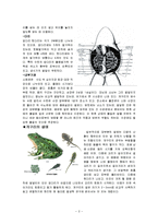 개구리 관찰 레포트-2페이지
