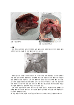 해부생리학 - 돼지 심장의 해부를 통한 심장구조 관찰-4페이지