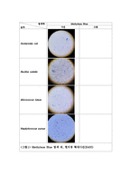 미생물학 실험 - Simple staining(단순염색)  Gram staining(그람염색) 실험-5페이지