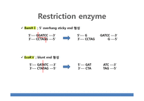 생명공학  Plasmid DNA의 isolation 및 Restriction enzyme reaction-15페이지